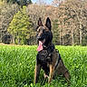 June a rejoint le concours — aidez-le/la à gagner de superbes lots ! dog, belgian_malinois, grass, field, outdoor, nature, trees, canine, pet, animal, forest, sunlight, happy, tongue_out, sitting, collar, harness, summer, daytime, blue_sky