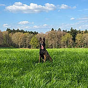 June participe au concours pour gagner de l'argent avec cette photo : dog, grass, field, trees, sky, clouds, nature, outdoor, animal, canine, happy, tongue_out, sitting, greenery, sunlight, daytime, forest, pet, landscape, summer