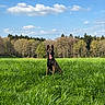 dog, grass, field, trees, sky, clouds, nature, outdoor, animal, canine, happy, tongue_out, sitting, greenery, sunlight, daytime, forest, pet, landscape, summer