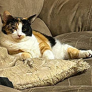 Callie joined the competition — help win amazing prizes! animal, calico_cat, cat, comfort, couch, cozy, cushion, domestic_animal, ears, feline, fur, home, indoor, mammal, pet, relaxed, resting, seated, soft_fabric, whiskers