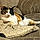 Callie