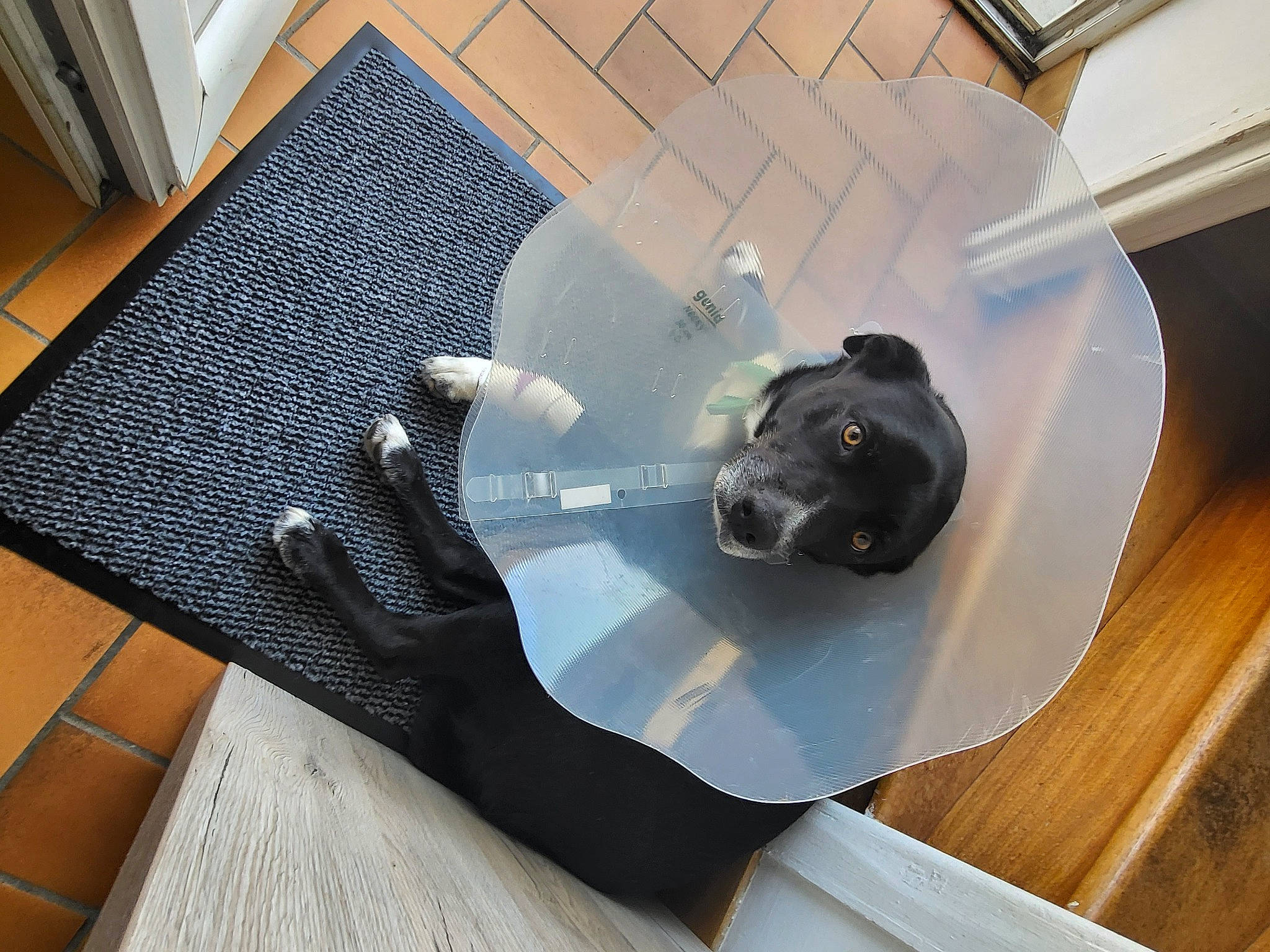 Peps a rejoint le concours — aidez-le/la à gagner de superbes lots ! audio_equipment, auto_part, automotive_exterior, bumper, carnivore, comfort, companion_dog, dog_breed, flooring, gadget, hardwood, helmet, machine, personal_protective_equipment, snout, sporting_group, stuffed_toy, toy, whiskers, wood