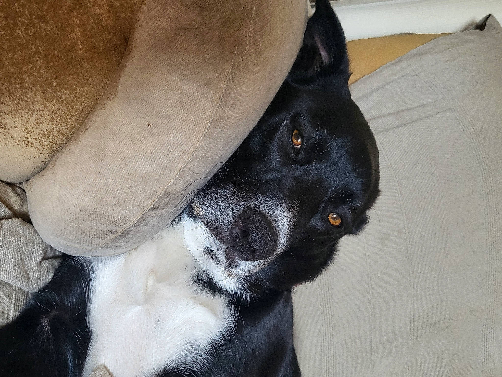 Peps a rejoint le concours — aidez-le/la à gagner de superbes lots ! borador, carnivore, collar, companion_dog, dog, dog_breed, dog_collar, fur, pet_supply, terrestrial_animal, whiskers, working_animal