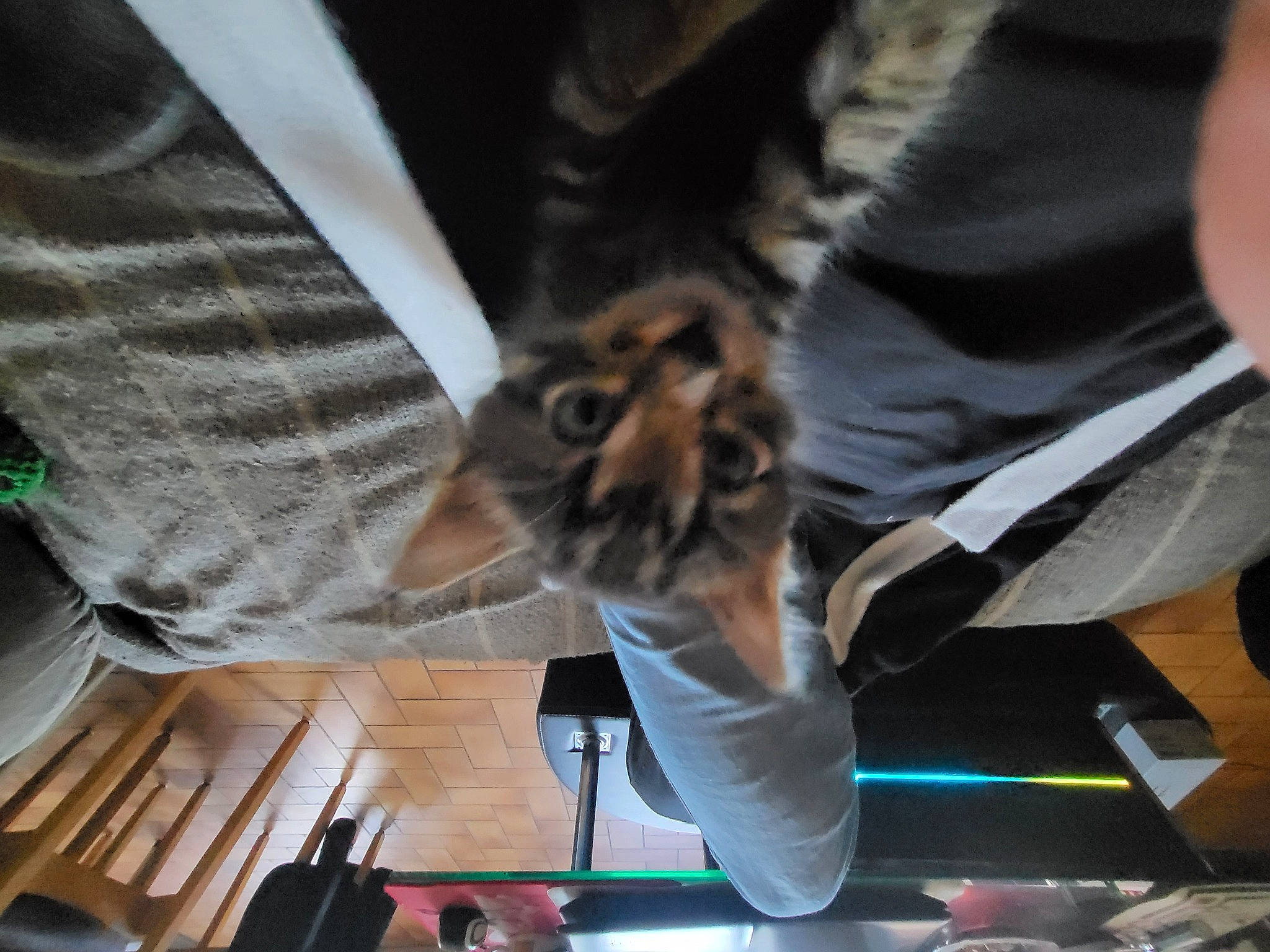 Spirou participe au concours pour gagner de l'argent avec cette photo : big_cats, cat, claw, domestic_short_haired_cat, eyewear, fawn, feather, felidae, fun, fur, human_body, human_leg, nail, paw, small_to_medium_sized_cats, tail, terrestrial_animal, whiskers