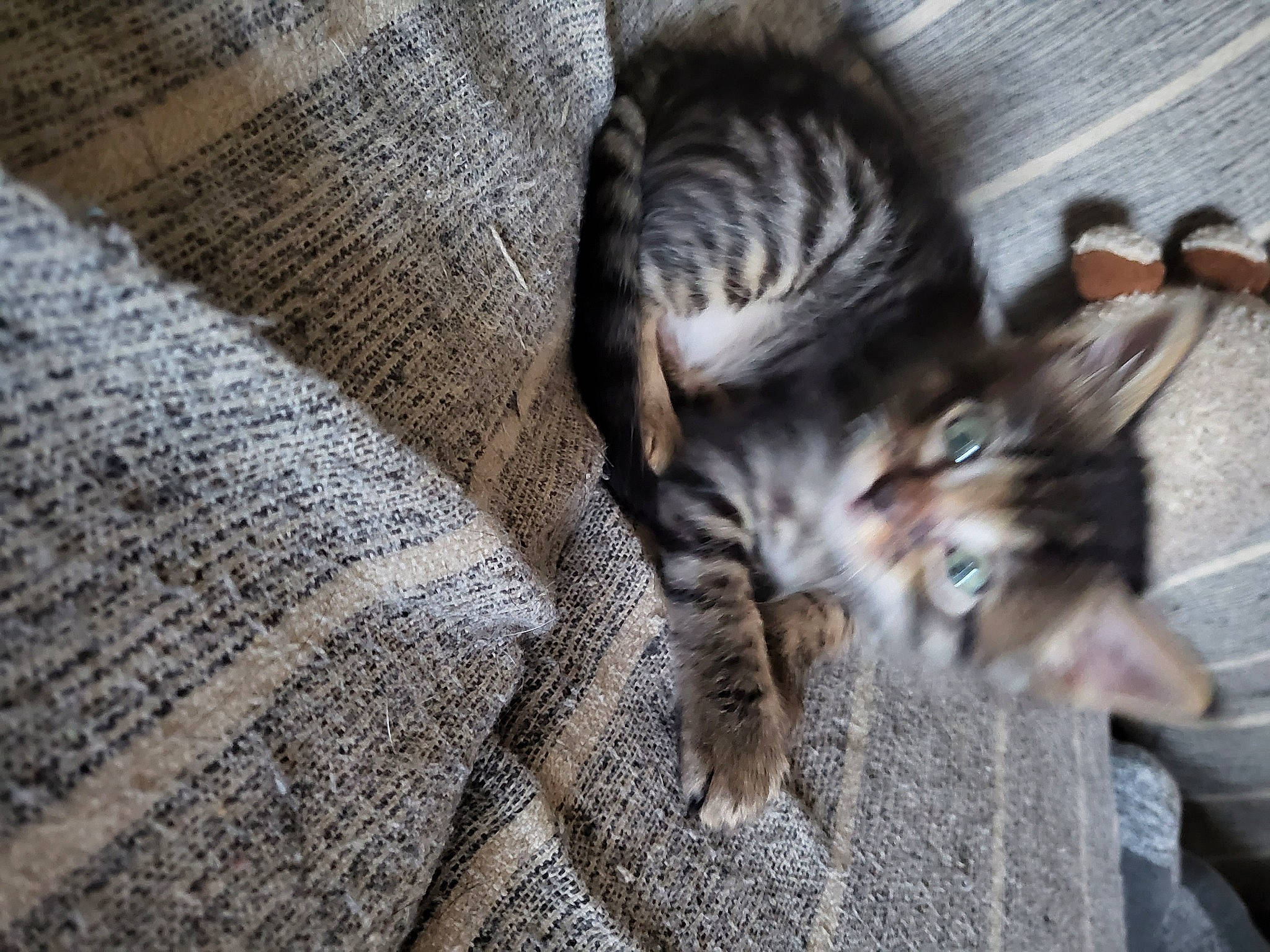 Spirou a rejoint le concours — aidez-le/la à gagner de superbes lots ! carnivore, cat, claw, comfort, domestic_short_haired_cat, felidae, flooring, fur, grey, hardwood, nap, pattern, paw, small_to_medium_sized_cats, tail, terrestrial_animal, tree, whiskers, wildlife, wood