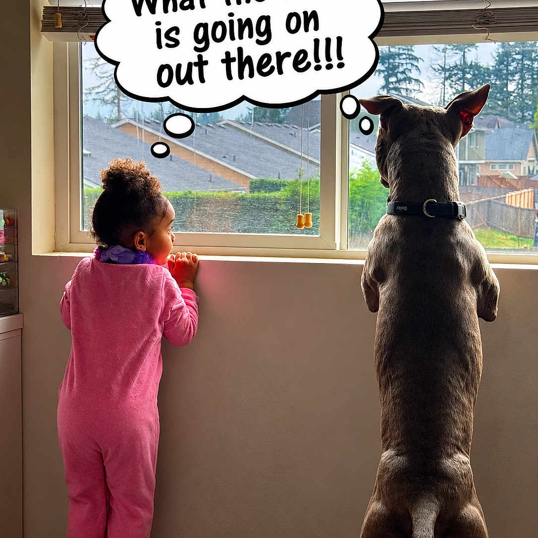 Dallas joined the competition — help win amazing prizes! child, dog, toddler, standing, window, indoors, home, pink_pajamas, collar, back_view, looking_outside, thought_bubble, text_overlay, funny, curious, window_blinds, suburban_view, carpet, family, photography