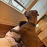 Dallas is registered to the contest to win money with this photo: dog, human, hugging, indoors, skylight, window, blinds, living_room, home, furniture, brown_dog, collar, large_dog, short_hair, standing, sitting, cuddle, portrait, warm_lighting, funny