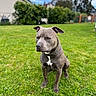 Dallas is registered to the contest to win money with this photo: dog, pet, canine, gray_dog, sitting, outdoor, backyard, grass, lawn, garden, hedge, trees, house, sky, portrait, collar, short_hair, alert, centered_subject, animal