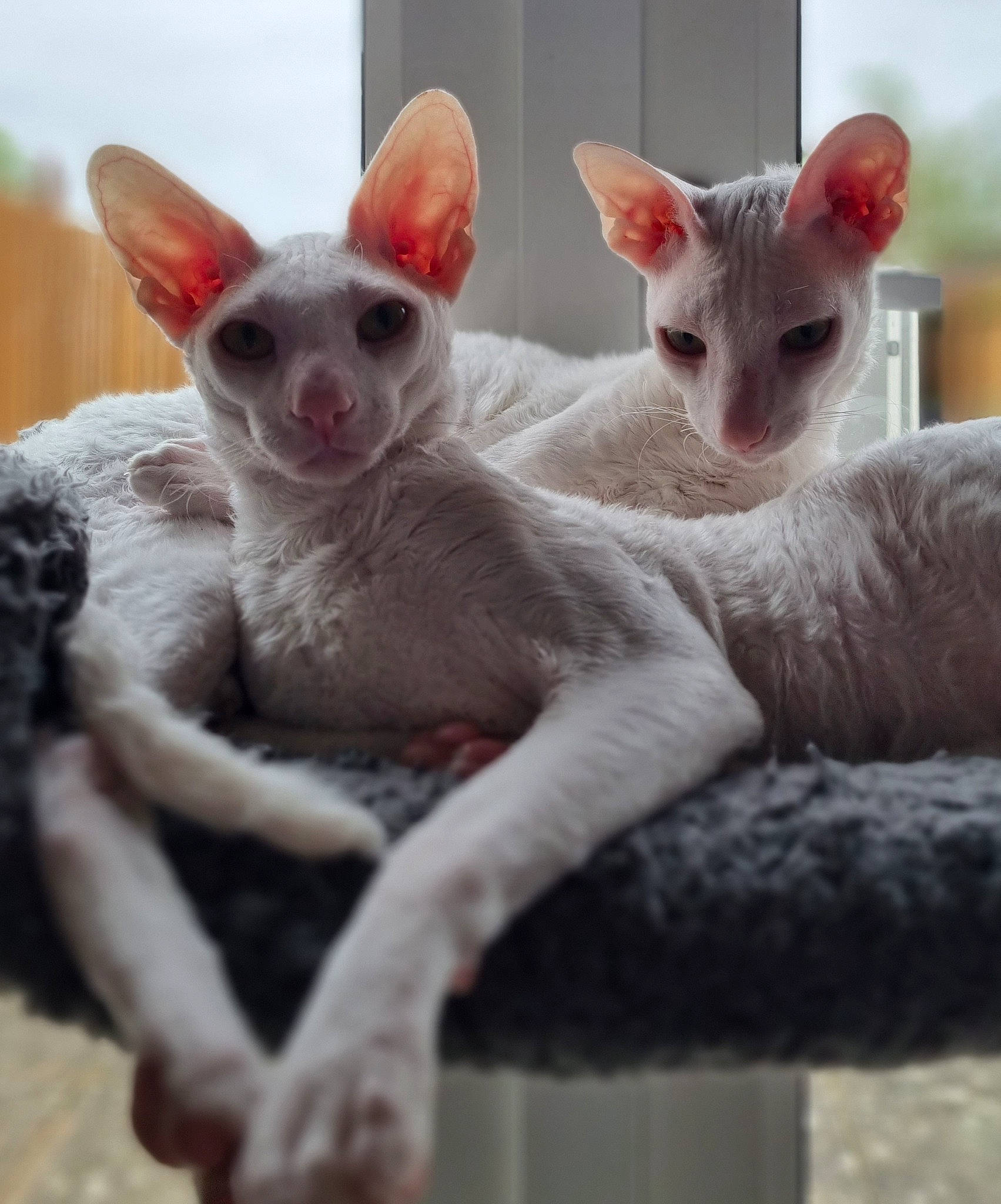 Castiel is registered to the contest to win money with this photo: carnivore, cat, comfort, fawn, felidae, fur, paw, snout, terrestrial_animal, whiskers