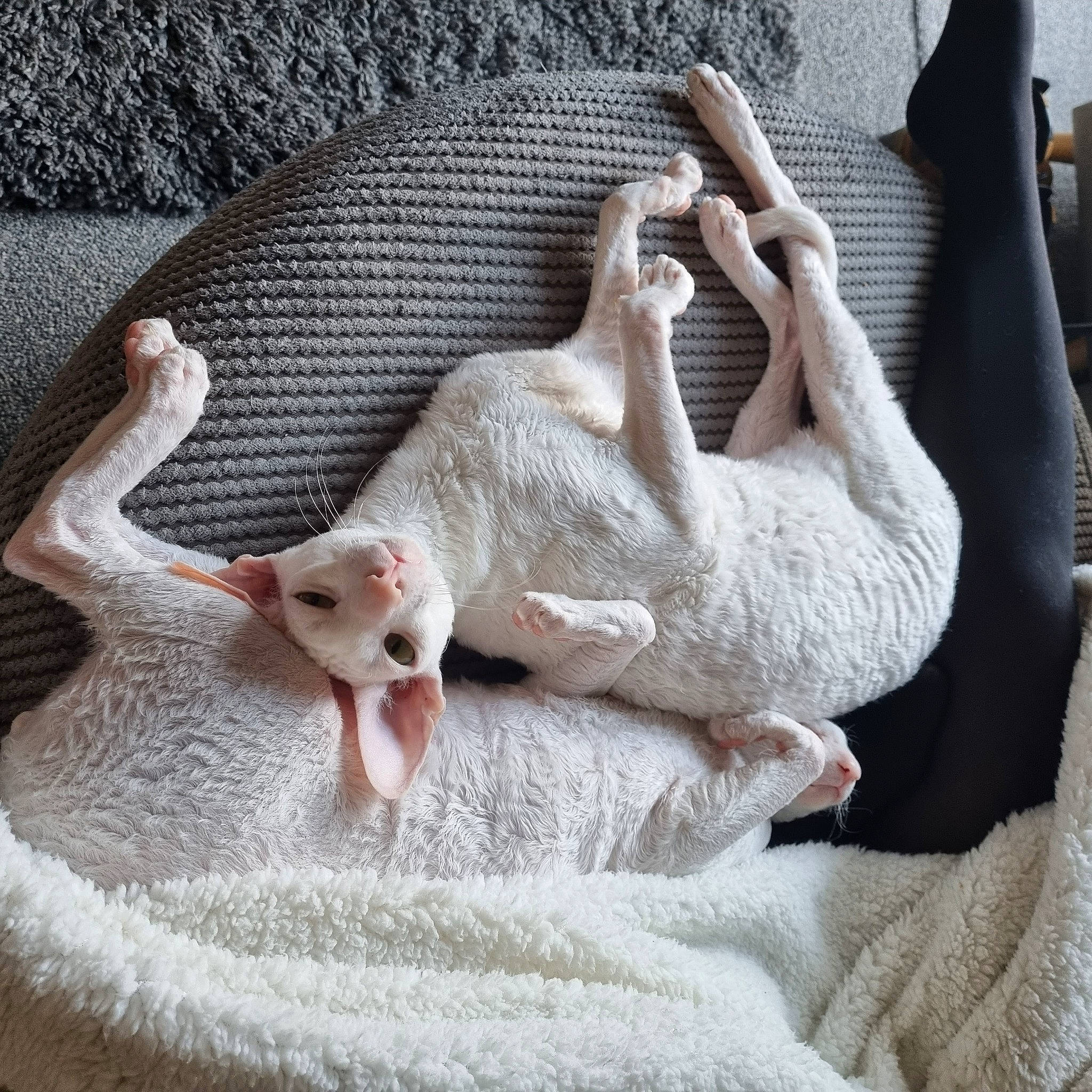 Castiel joined the competition — help win amazing prizes! art, carnivore, cat, claw, comfort, fawn, felidae, fur, grey, linens, mammal, paw, small_to_medium_sized_cats, tail, terrestrial_animal, textile, vertebrate, whiskers, wood, wool