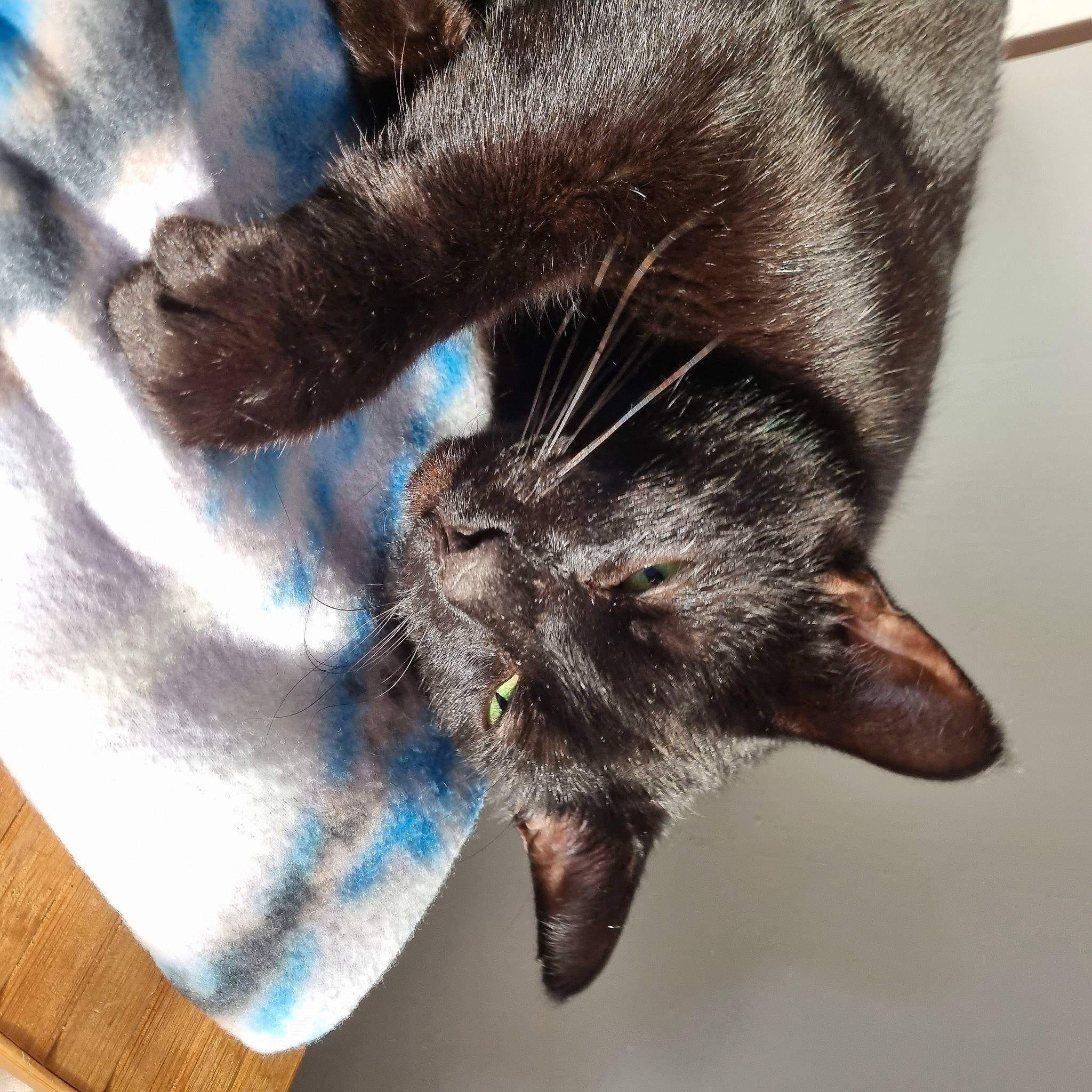 Yuuki is registered to the contest to win money with this photo: carnivore, cat, claw, domestic_short_haired_cat, electric_blue, felidae, foot, fur, gesture, hand, human_leg, leg, paw, plant, small_to_medium_sized_cats, snout, tail, terrestrial_animal, whiskers, wildlife