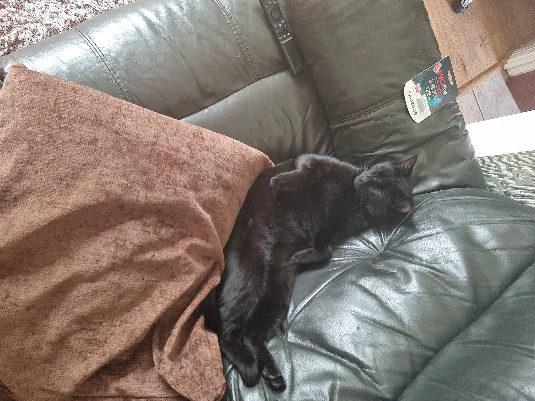 Yuuki joined the competition — help win amazing prizes! bean_bag, brown, carnivore, comfort, companion_dog, couch, dog_breed, felidae, fur, furniture, hardwood, liver, living_room, room, small_to_medium_sized_cats, sofa_bed, studio_couch, tints_and_shades, whiskers, wood