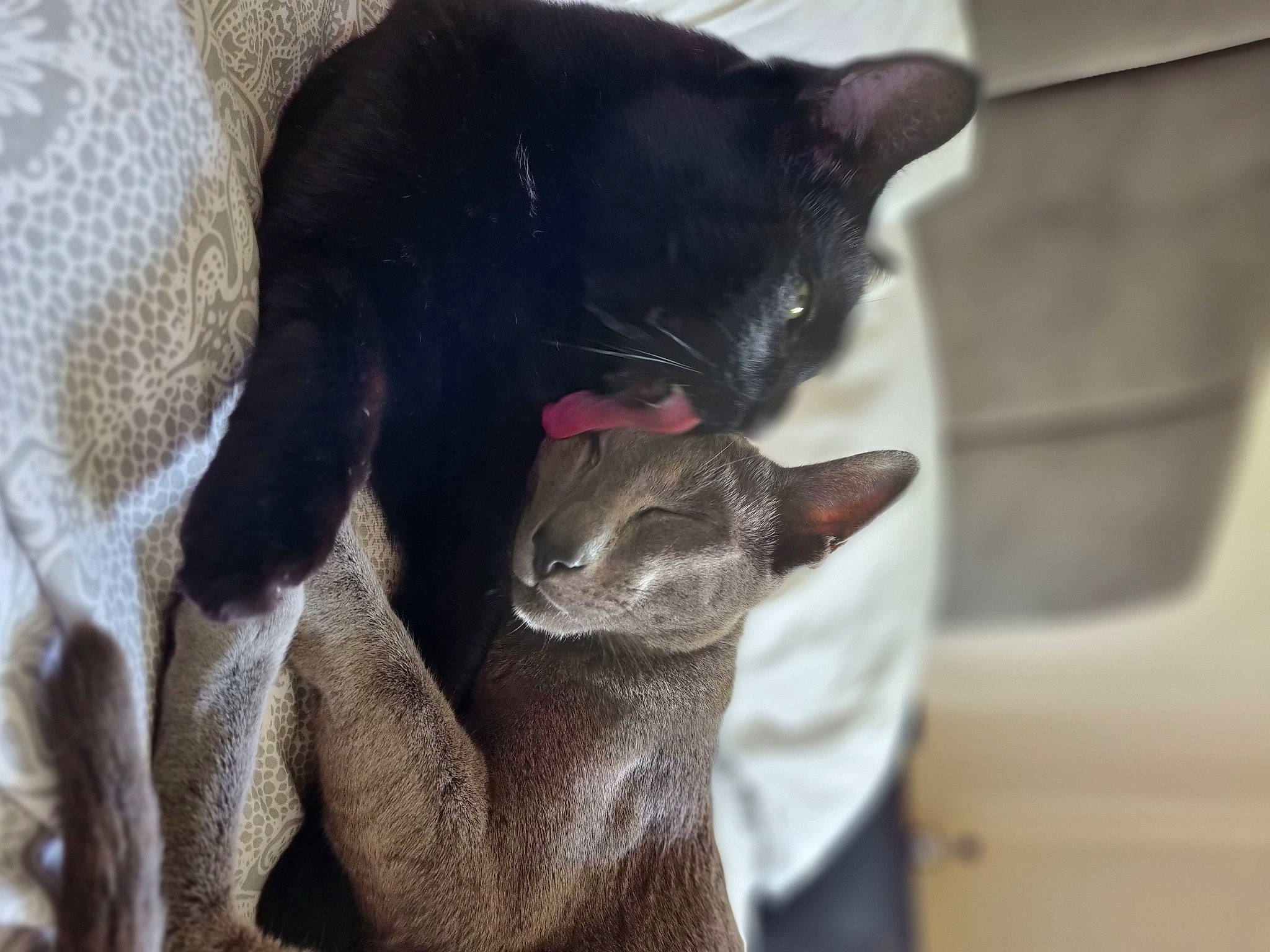 Yuuki joined the competition — help win amazing prizes! black_cat, carnivore, cat, cat_supply, claw, comfort, domestic_short_haired_cat, ear, felidae, fur, grey, paw, russian_blue, small_to_medium_sized_cats, snout, tail, whiskers