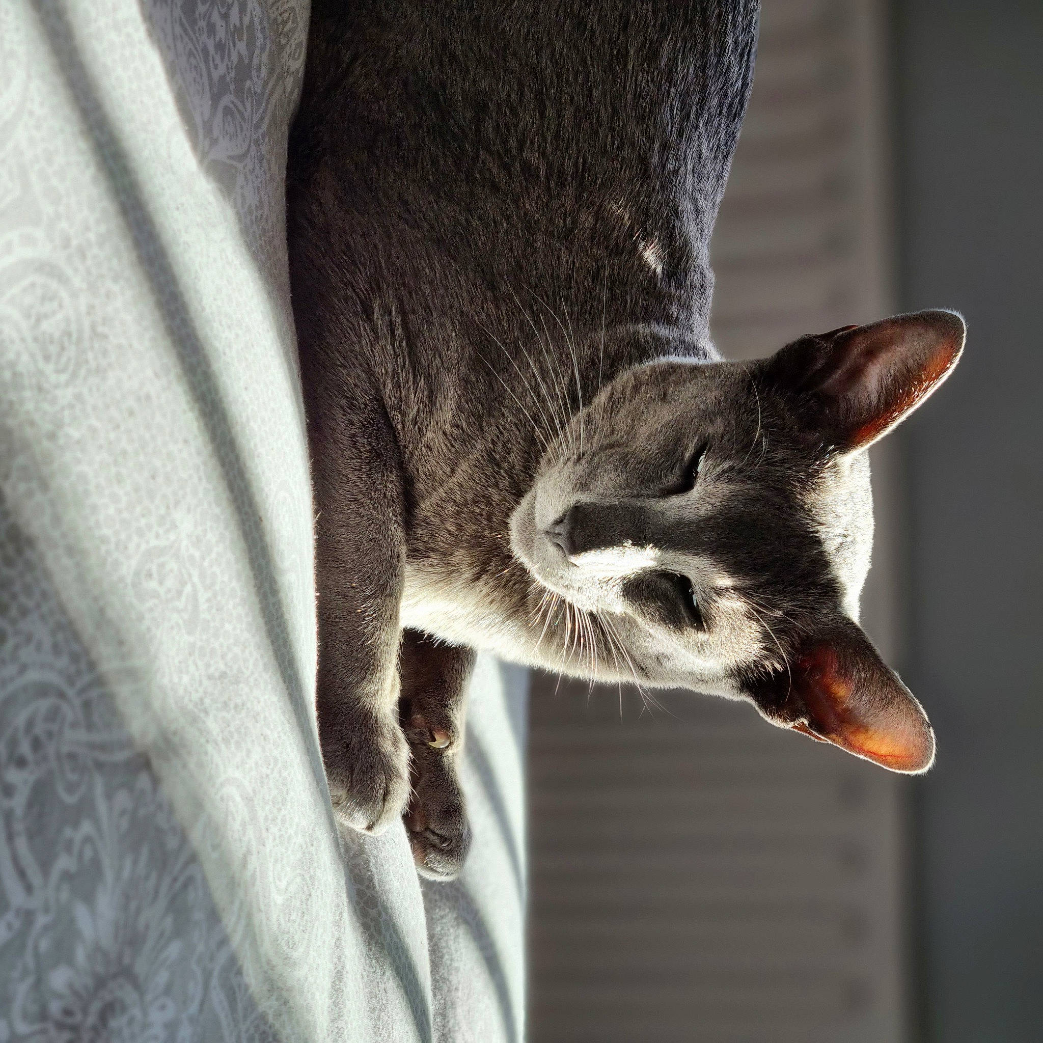 Senshi joined the competition — help win amazing prizes! bat, canidae, carnivore, cat, claw, dog_breed, domestic_short_haired_cat, felidae, fur, grey, monochrome_photography, paw, small_to_medium_sized_cats, snout, tail, terrestrial_animal, whiskers, wildlife