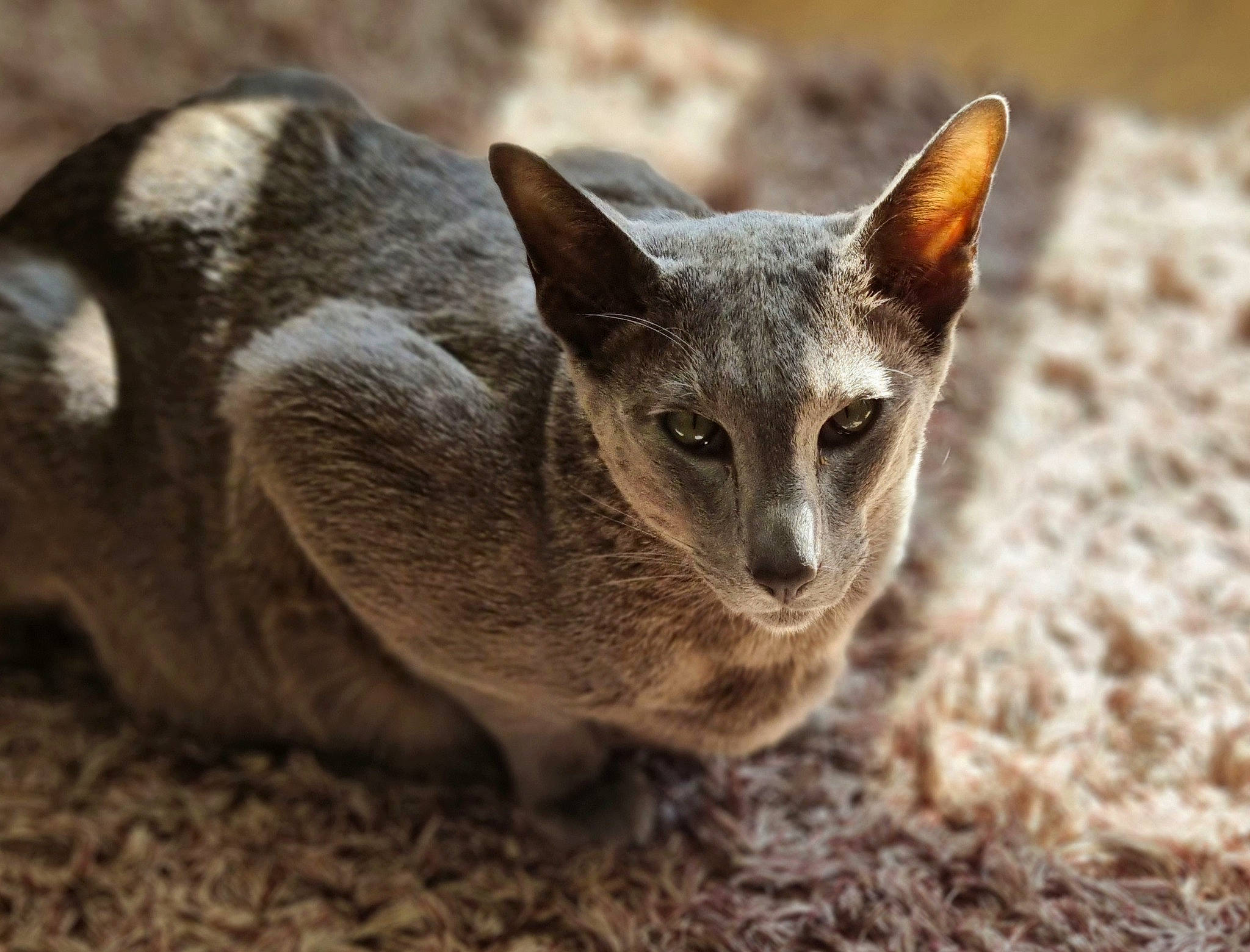 Senshi is registered to the contest to win money with this photo: carnivore, cat, close_up, donskoy, fawn, felidae, fur, grass, small_to_medium_sized_cats, snout, terrestrial_animal, whiskers, wildlife