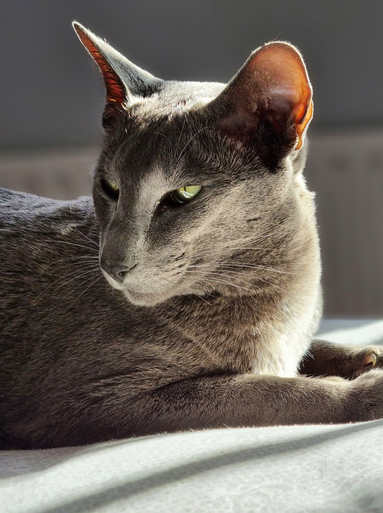 Senshi joined the competition — help win amazing prizes! carnivore, cat, comfort, domestic_short_haired_cat, ear, felidae, fur, grey, monochrome_photography, russian_blue, small_to_medium_sized_cats, snout, terrestrial_animal, whiskers