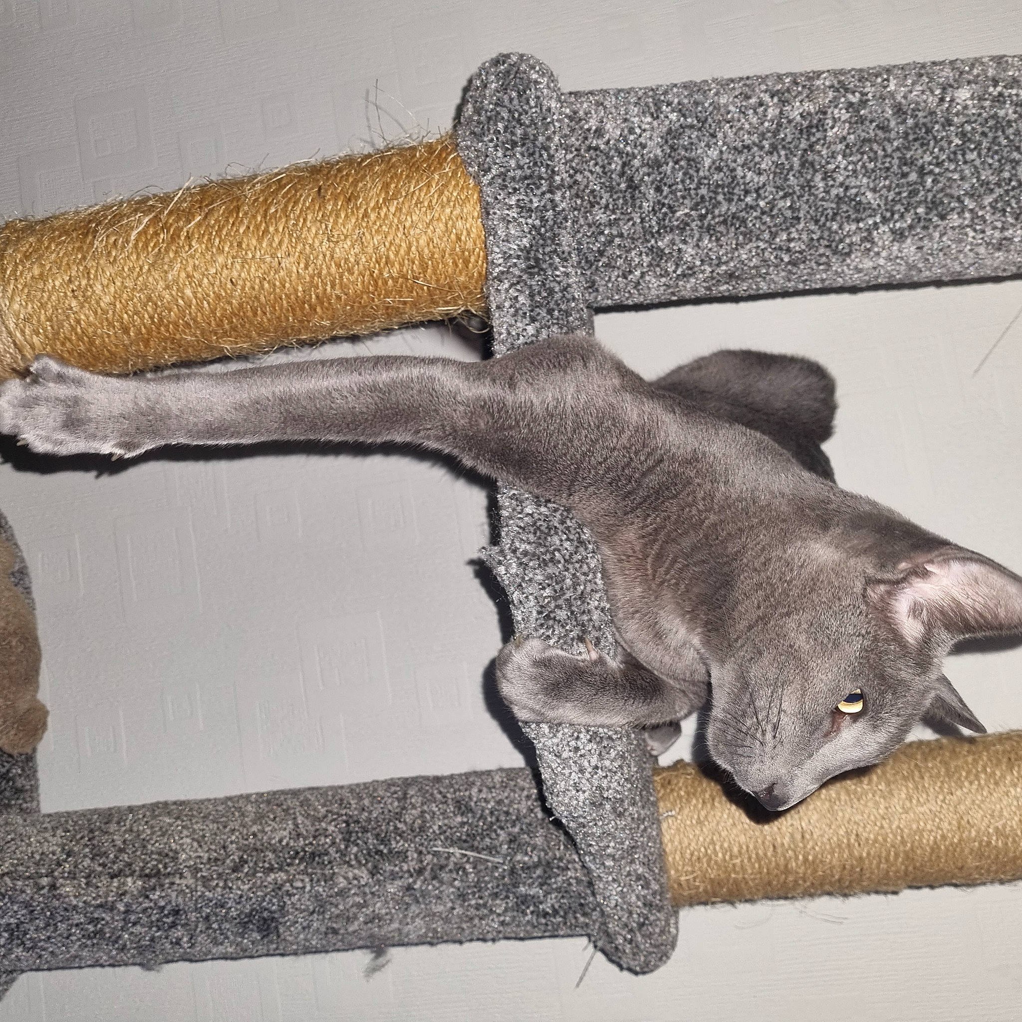 Senshi is registered to the contest to win money with this photo: art, artifact, blade, dagger, felidae, fur, metal, plant, religious_item, sculpture, shelf, small_to_medium_sized_cats, statue, sword, tail, terrestrial_animal, tool, twig, visual_arts, wood