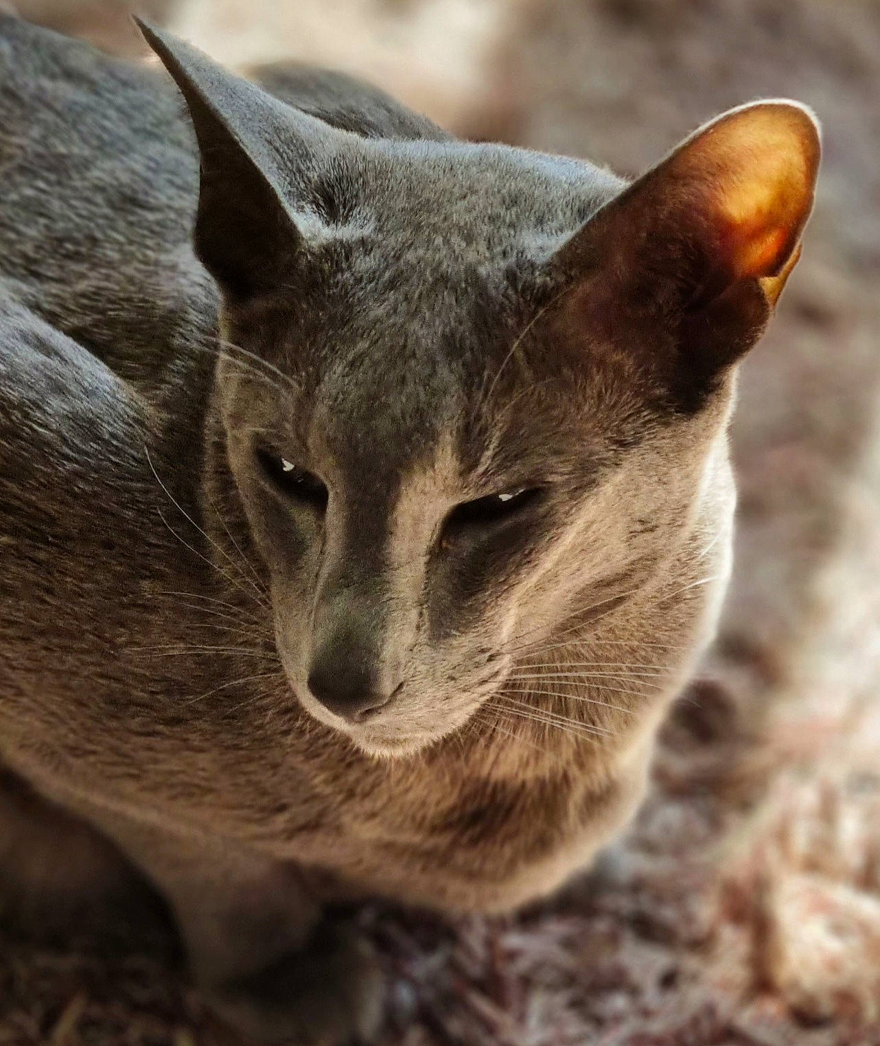 Senshi joined the competition — help win amazing prizes! carnivore, cat, domestic_short_haired_cat, fawn, felidae, fur, russian_blue, small_to_medium_sized_cats, snout, terrestrial_animal, whiskers, wildlife, window