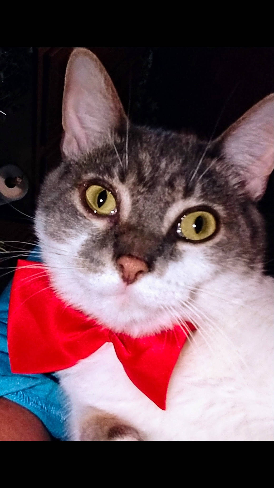 Dublin is registered to the contest to win money with this photo: aegean_cat, american_shorthair, american_wirehair, asian, carnivore, cat, domestic_short_haired_cat, ear, european_shorthair, eye, felidae, german_rex, kitten, mammal, small_to_medium_sized_cats, snout, tabby_cat, vertebrate, whiskers