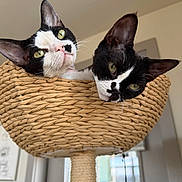 Bandit And Tootsie joined the competition — help win amazing prizes! cat, cats, black_and_white, green_eyes, basket, cat_tree, indoor, pet, feline, cute, cozy, woven, curious, close_up, animal, domestic, soft_light, relaxed, head_tilt, pair