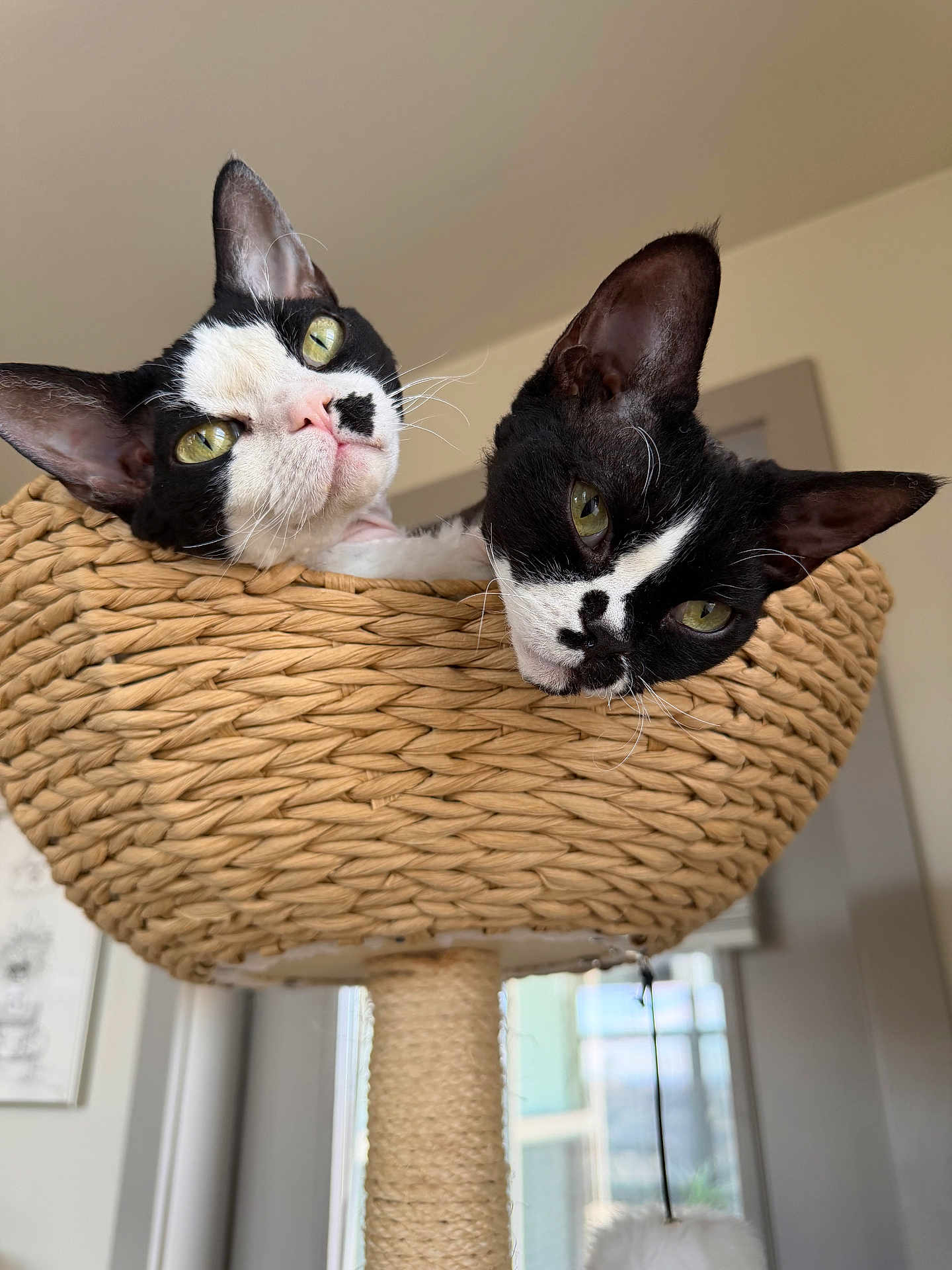 Bandit And Tootsie joined the competition — help win amazing prizes! cat, cats, black_and_white, green_eyes, basket, cat_tree, indoor, pet, feline, cute, cozy, woven, curious, close_up, animal, domestic, soft_light, relaxed, head_tilt, pair