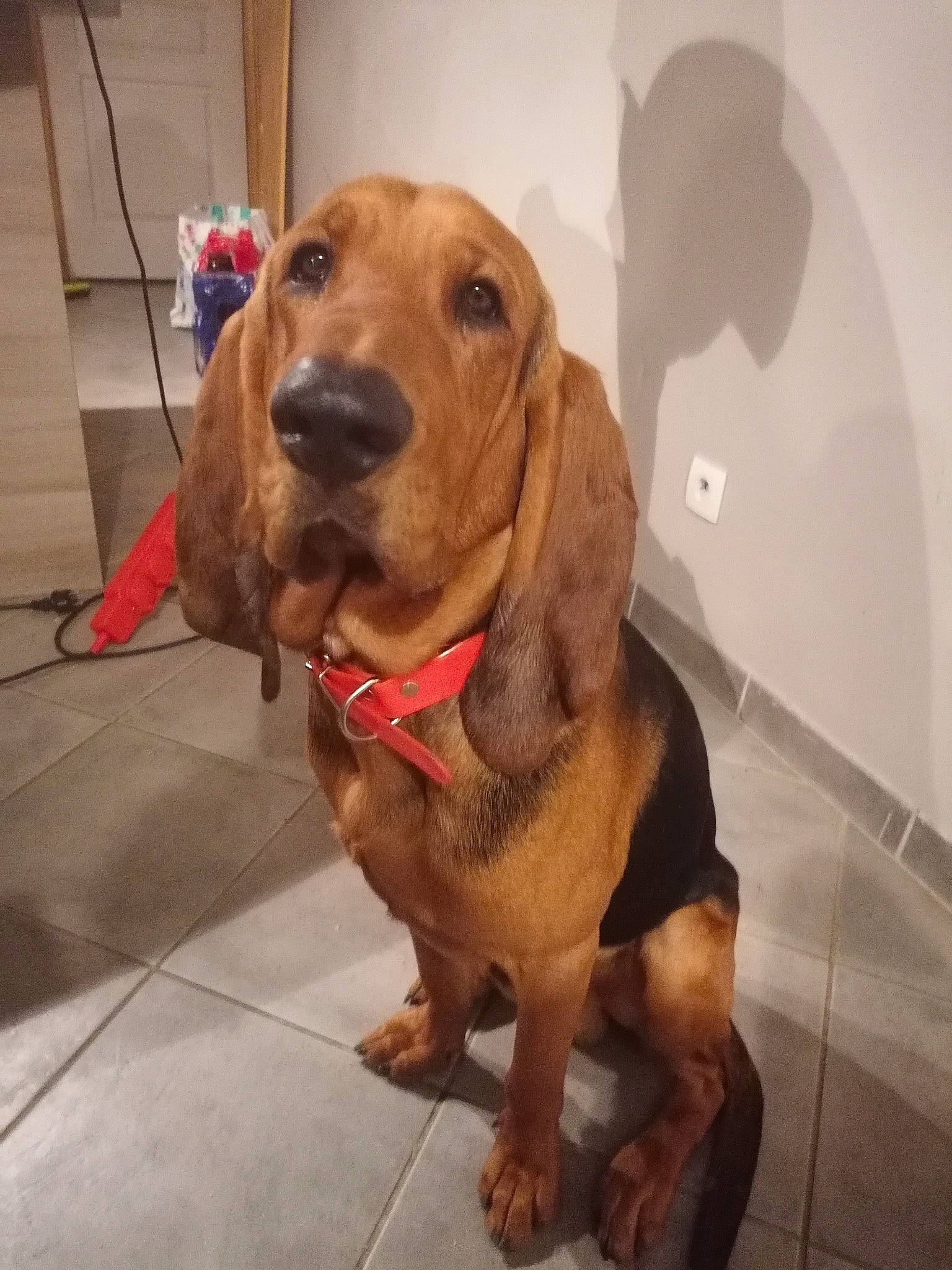 Oscar Et Lola participe au concours pour gagner de l'argent avec cette photo : basset_artesien_normand, basset_hound, beagador, bloodhound, canidae, carnivore, companion_dog, coonhound, dog, dog_breed, ear, fawn, hound, mammal, rare_breed_dog, redbone_coonhound, snout, sporting_group, vertebrate