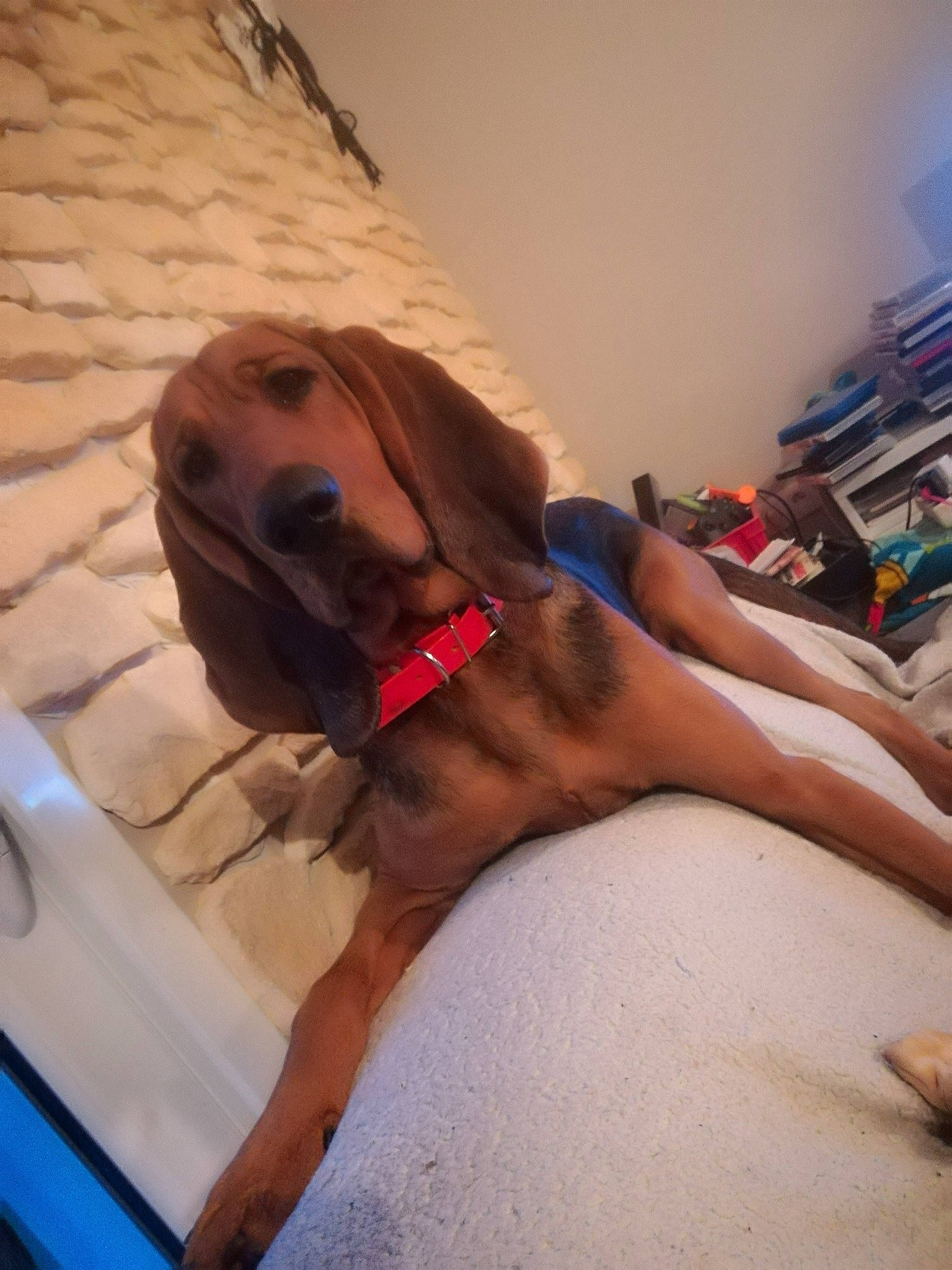 Oscar Et Lola a rejoint le concours — aidez-le/la à gagner de superbes lots ! bloodhound, broholmer, canidae, carnivore, coonhound, dog, dog_breed, fawn, fila_brasileiro, mammal, redbone_coonhound, rhodesian_ridgeback, sporting_group, vizsla