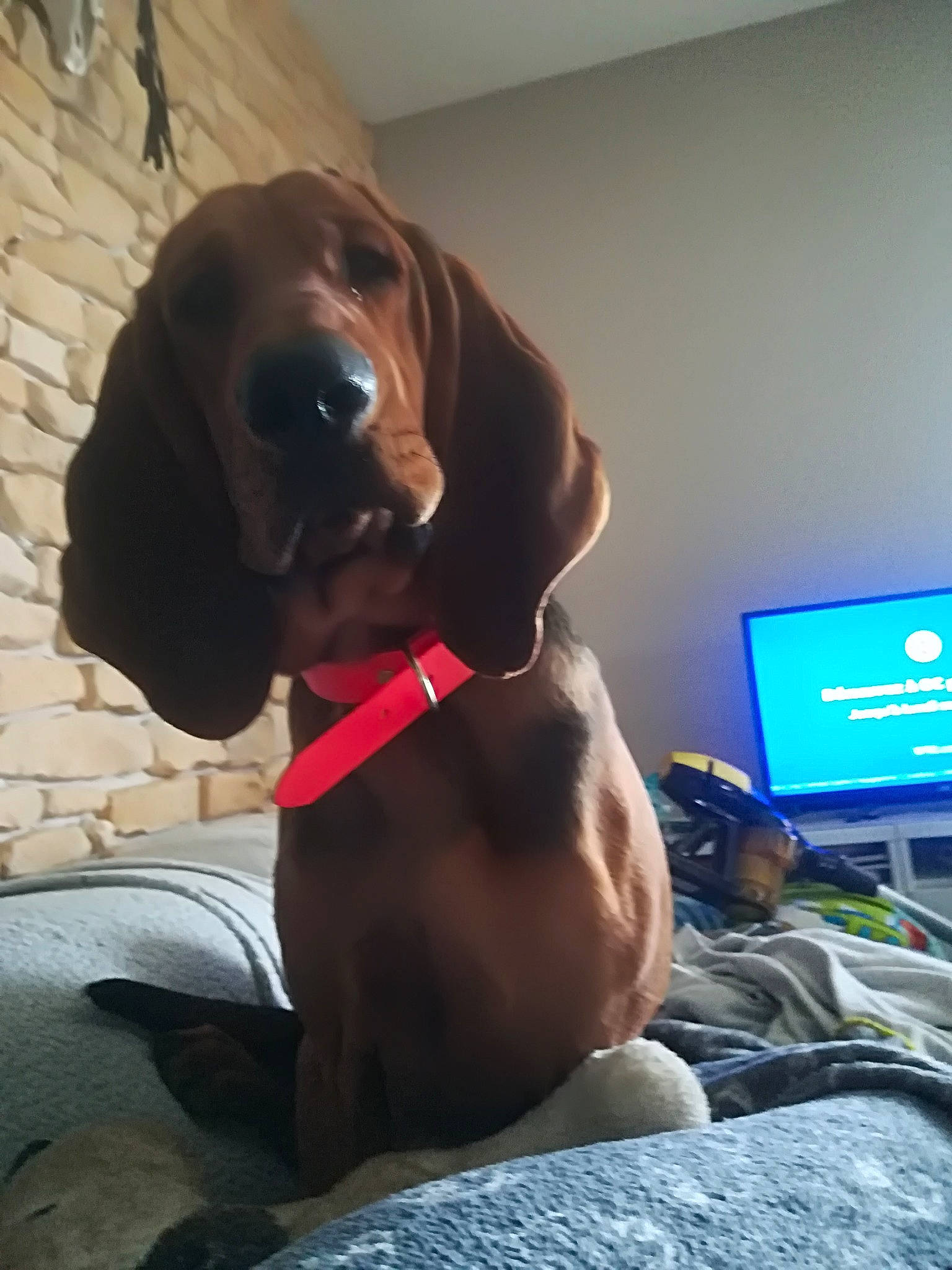 Oscar Et Lola a rejoint le concours — aidez-le/la à gagner de superbes lots ! bavarian_mountain_hound, beagador, canidae, carnivore, coonhound, dog, dog_breed, ear, electronic_device, fawn, mammal, puppy, redbone_coonhound, sporting_group, vertebrate, vizsla