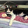Millie is registered to the contest to win money with this photo: animal, bed_frame, black_and_white, blanket, carpet, cat, cozy, curious, furniture, golden_eyes, indoor, knitted, paw, pet, pink_paw_pads, relaxed, resting, stack, stretching, whiskers