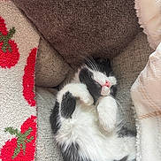 Millie is registered to the contest to win money with this photo: black_and_white, blanket, cat, comfort, cozy, curled_up, cushion, cute, domestic_cat, fur, indoor, kitten, nap, pet, pink_nose, relaxation, resting, sleeping, soft, whiskers