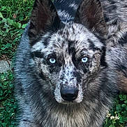 Cookie joined the competition — help win amazing prizes! dog, blue_eyes, merle_coat, outdoor, grass, clover, pet, animal, canine, fur, portrait, nature, laying_down, close_up, focused, ears_up, alert, muzzle, companion, friendly