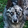 dog, blue_eyes, merle_coat, outdoor, grass, clover, pet, animal, canine, fur, portrait, nature, laying_down, close_up, focused, ears_up, alert, muzzle, companion, friendly
