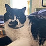 cat, tuxedo_cat, black_and_white, pet, feline, whiskers, ears, eyes, nose, fur, collar, bed, bedroom, blanket, bedding, indoor, portrait, close_up, sunlight, relaxed
