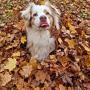 Raya a rejoint le concours — aidez-le/la à gagner de superbes lots ! dog, autumn, leaves, playful, blue_eyes, tongue_out, fluffy, outdoor, nature, fall, leaf_pile, cute, pet, canine, grass, seasonal, animal, fur, expression, park