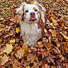 animal, autumn, blue_eyes, canine, cute, dog, expression, fall, fluffy, fur, grass, leaf_pile, leaves, nature, outdoor, park, pet, playful, seasonal, tongue_out