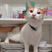 Itsu a rejoint le concours — aidez-le/la à gagner de superbes lots ! cat, close_up, collar, curious, domestic_animal, door_hinge, exploring, feline, glass_cups, glassware, household, indoor, jars, kitchen_cabinet, mischievous, orange_and_white_cat, pet, plates, stacked_plates, white_shelf