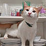 cat, close_up, collar, curious, domestic_animal, door_hinge, exploring, feline, glass_cups, glassware, household, indoor, jars, kitchen_cabinet, mischievous, orange_and_white_cat, pet, plates, stacked_plates, white_shelf
