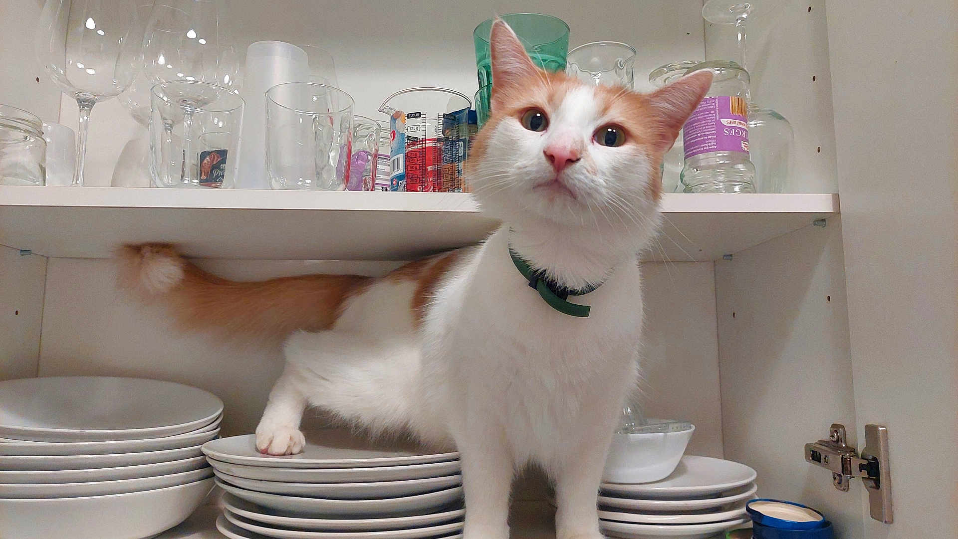 Itsu a rejoint le concours — aidez-le/la à gagner de superbes lots ! cat, close_up, collar, curious, domestic_animal, door_hinge, exploring, feline, glass_cups, glassware, household, indoor, jars, kitchen_cabinet, mischievous, orange_and_white_cat, pet, plates, stacked_plates, white_shelf