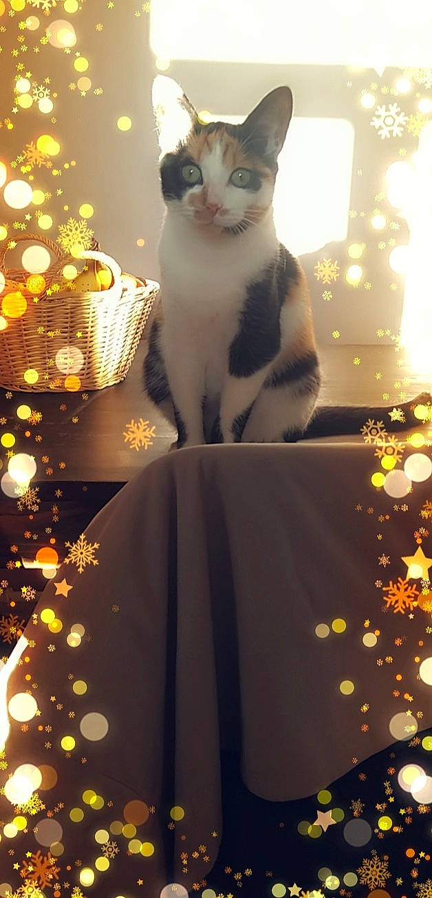 Shaya a rejoint le concours — aidez-le/la à gagner de superbes lots ! branch, carnivore, cat, christmas_decoration, christmas_ornament, door, eye, felidae, light, ornament, photograph, plant, small_to_medium_sized_cats, snapshot, snout, tail, tree, whiskers, white, window