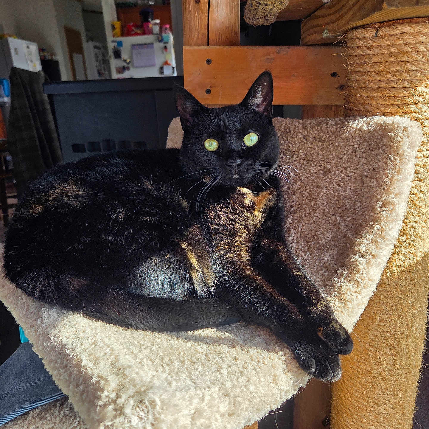 Lil Shit is registered to the contest to win money with this photo: animal, black_cat, carpet, cat, cat_tree, cozy, ears, furniture, green_eyes, hammock, home, indoor, living_room, pet, relaxed, resting, sunlight, tail, whiskers, wood