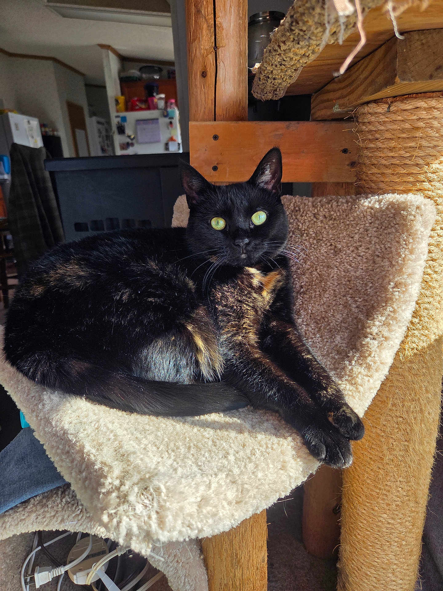 Lil Shit is registered to the contest to win money with this photo: animal, black_cat, carpet, cat, cat_tree, cozy, ears, furniture, green_eyes, hammock, home, indoor, living_room, pet, relaxed, resting, sunlight, tail, whiskers, wood