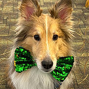 Oliver joined the competition — help win amazing prizes! adorable, animal, bow_tie, carpet, close_up, companion, cute, dog, domestic, ears, face, fluffy, friendly, fur, green, indoor, looking_at_camera, pet, portrait, sequins