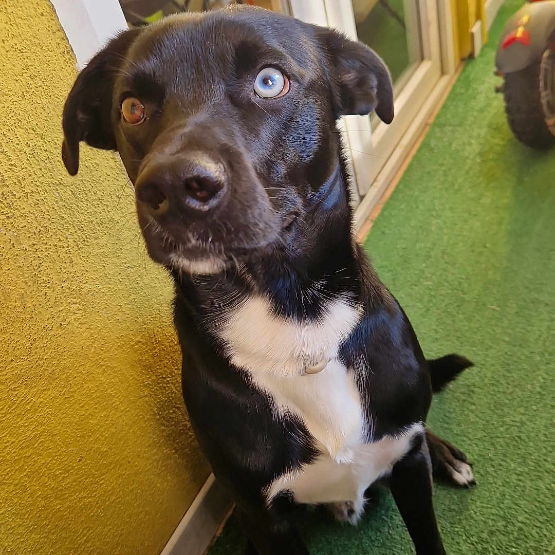 Loki a rejoint le concours — aidez-le/la à gagner de superbes lots ! dog, black_dog, heterochromia, blue_eye, brown_eye, pet, indoor, green_carpet, yellow_wall, glass_door, sitting, attentive, canine, animal, companion, cute, portrait, paw, snout, ears
