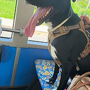 Loki participe au concours pour gagner de l'argent avec cette photo : dog, black_dog, harness, bus_seat, person, striped_pants, window, greenery, grass, trees, daylight, tongue_out, happy, pet, indoor, transport, patterned_seat, bag, leash, animal