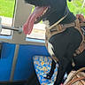 dog, black_dog, harness, bus_seat, person, striped_pants, window, greenery, grass, trees, daylight, tongue_out, happy, pet, indoor, transport, patterned_seat, bag, leash, animal