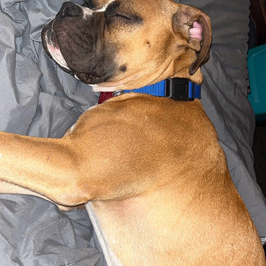 Scooby