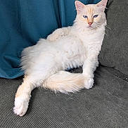 Milkshake participe au concours pour gagner de l'argent avec cette photo : cat, fluffy, cream_colored, blue_eyes, lounging, couch, fabric, indoor, relaxed, pet, feline, tail, paw, fur, texture, curtain, domestic_animal, resting, home, cute