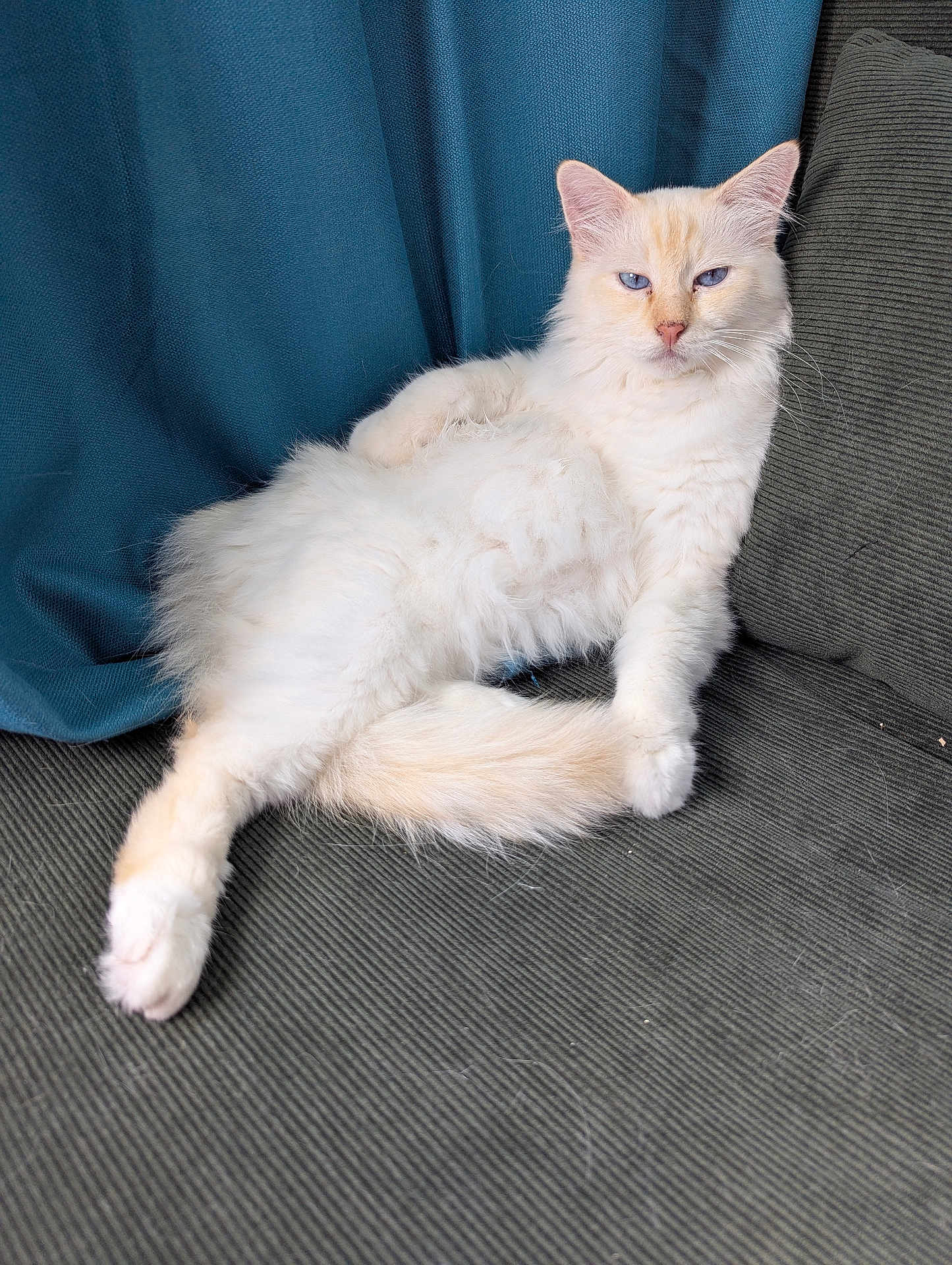 Milkshake participe au concours pour gagner de l'argent avec cette photo : cat, fluffy, cream_colored, blue_eyes, lounging, couch, fabric, indoor, relaxed, pet, feline, tail, paw, fur, texture, curtain, domestic_animal, resting, home, cute