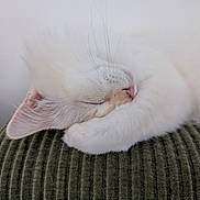 Milki a rejoint le concours — aidez-le/la à gagner de superbes lots ! cat, sleeping, white_cat, paw, close_up, fur, pet, cozy, resting, animal, whiskers, nose, ear, texture, green, soft_lighting, indoor, relaxation, cute, peaceful