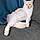 Milki